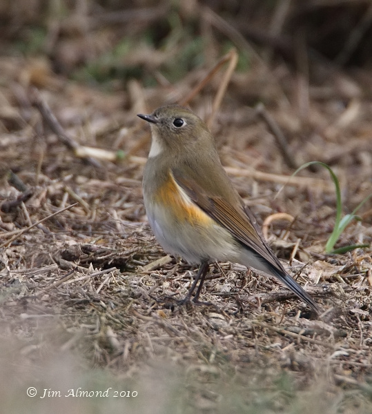 Red flanked Bluetail Burnham Overy 11 10 10 IMG_2557